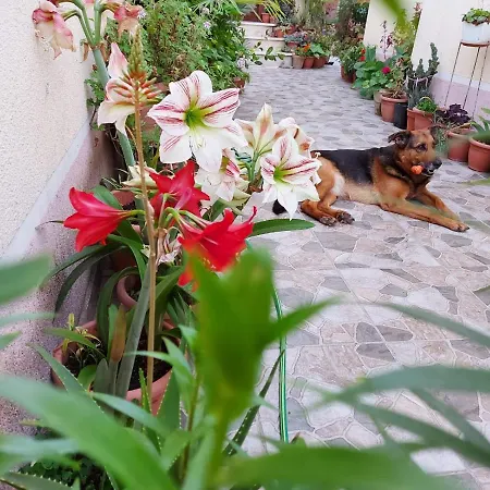 Kodra Bed and breakfast Tirana