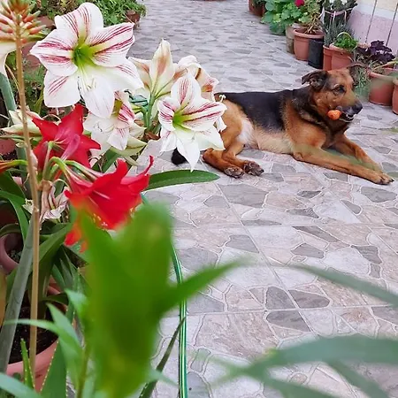 Kodra Bed and breakfast