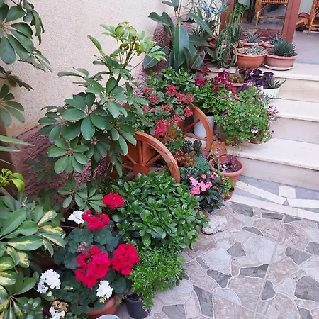 Kodra Tiran