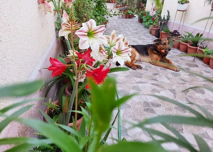 Kodra Bed & Breakfast Tirana