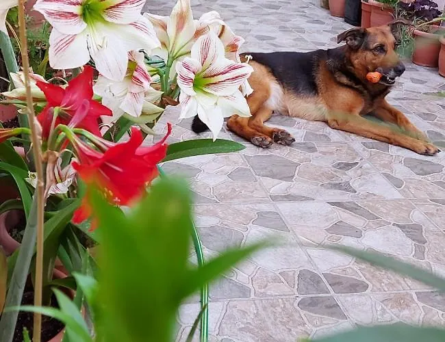 Kodra Bed & Breakfast